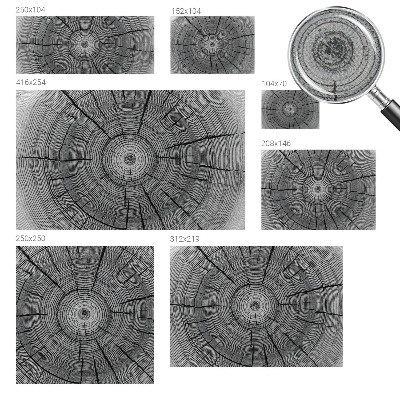 Samolepiaca fototapeta Lesná harmónia