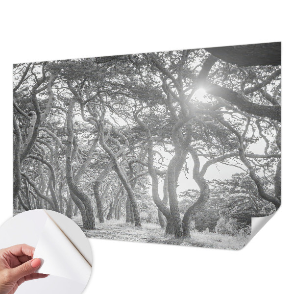 Moderná tapeta na stenu Atmosférický les