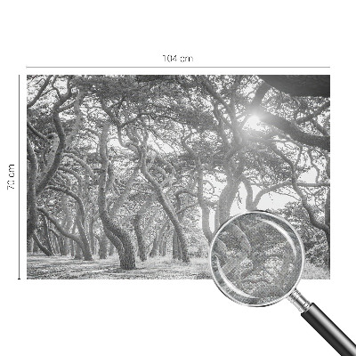 Moderná tapeta na stenu Atmosférický les