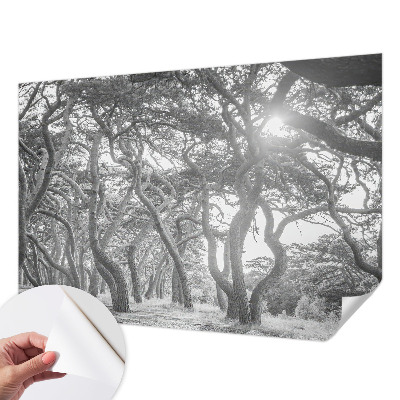 Moderná tapeta na stenu Atmosférický les