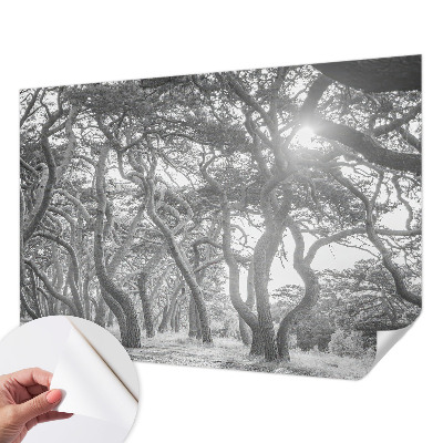 Moderná tapeta na stenu Atmosférický les