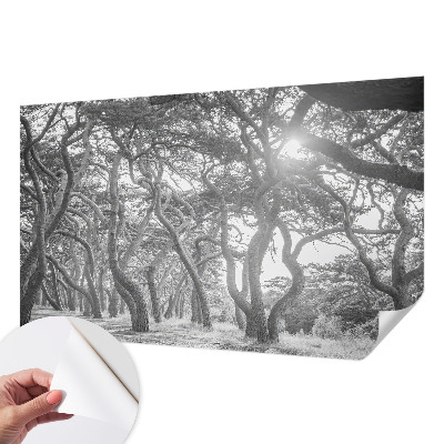 Moderná tapeta na stenu Atmosférický les