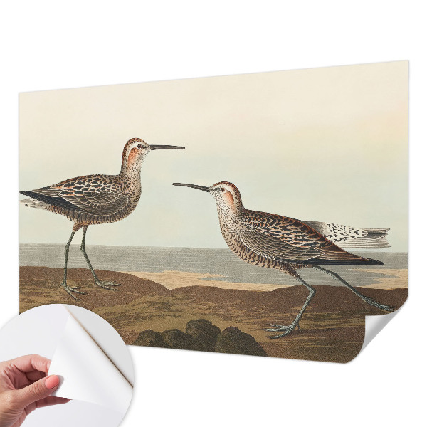 Samolepiaca fototapeta Siluety vtákov