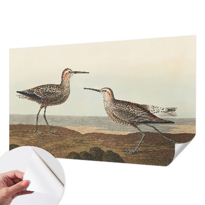 Samolepiaca fototapeta Siluety vtákov