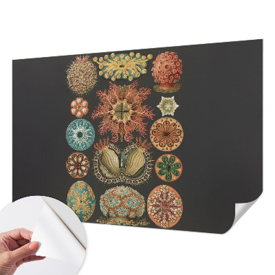 Tapety na stenu samolepiace Morské inšpirácie