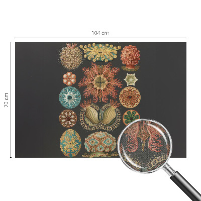 Tapety na stenu samolepiace Morské inšpirácie