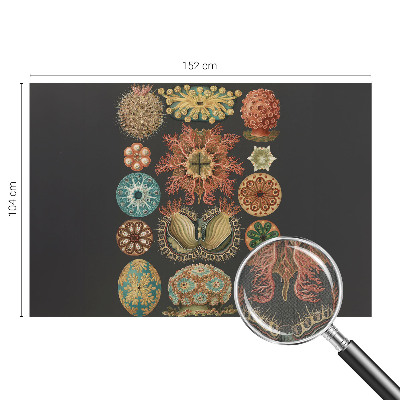 Tapety na stenu samolepiace Morské inšpirácie