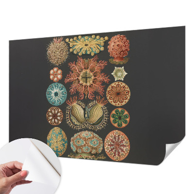 Tapety na stenu samolepiace Morské inšpirácie