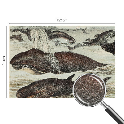 Tapety na stenu samolepiace Morské tvory