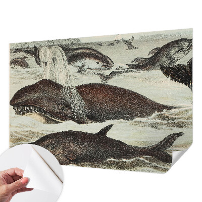 Tapety na stenu samolepiace Morské tvory