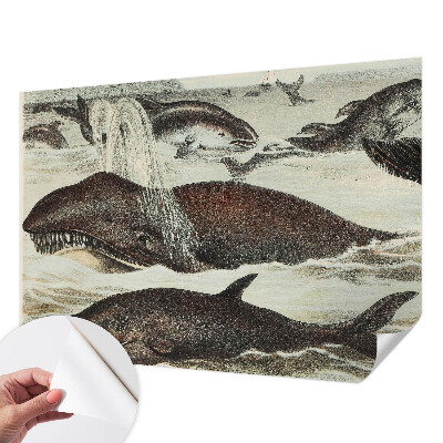 Tapety na stenu samolepiace Morské tvory