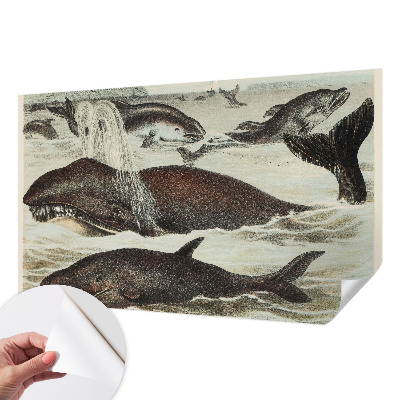 Tapety na stenu samolepiace Morské tvory