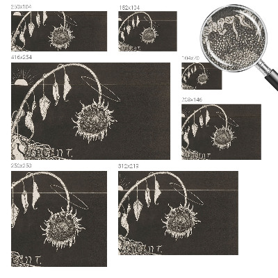 Samolepiaca fototapeta do spálne Nostalgická slnečnica