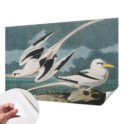 Samolepiaca tapeta Vtáky pri mori