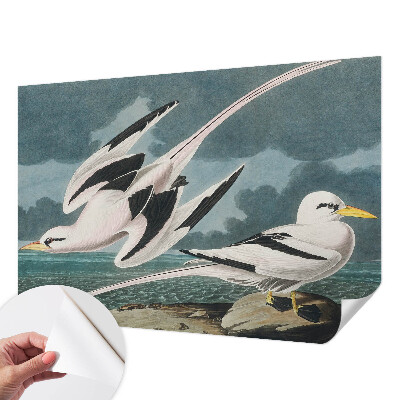 Samolepiaca tapeta Vtáky pri mori