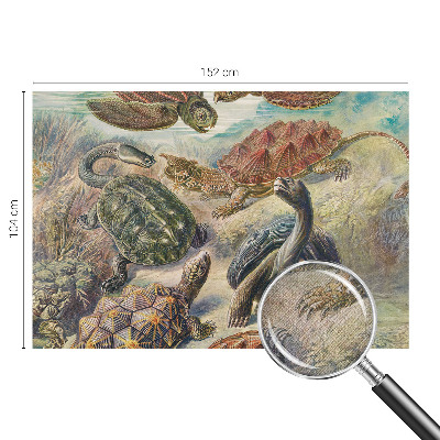 3D fototapeta Fauna korytnačiek