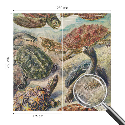 3D fototapeta Fauna korytnačiek