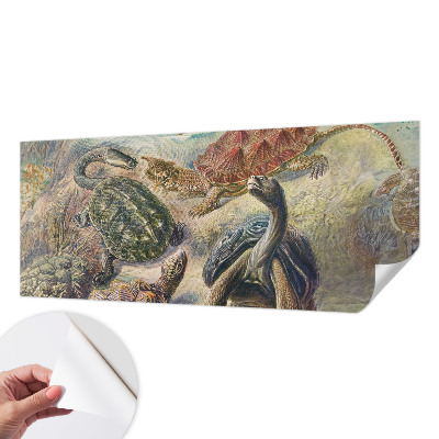 3D fototapeta Fauna korytnačiek