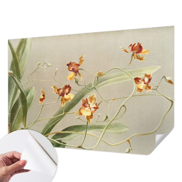 3D tapeta Klasické orchidey