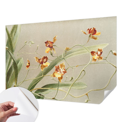 3D tapeta Klasické orchidey