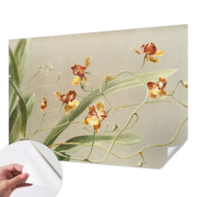 3D tapeta Klasické orchidey