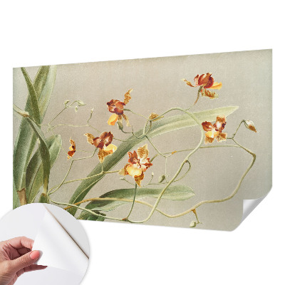 3D tapeta Klasické orchidey