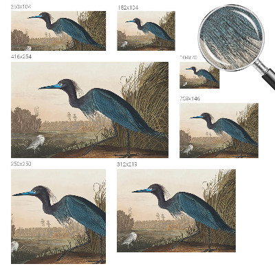 Tapeta do detskej izby Vodné vtáky