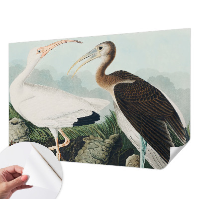 Fotografická tapeta samolepiaca Vtáčí pár