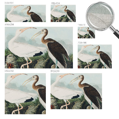 Fotografická tapeta samolepiaca Vtáčí pár