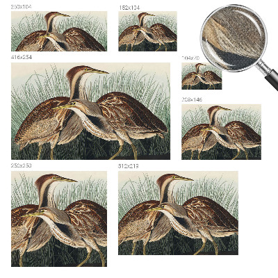 Samolepiaca fototapeta do spálne Realistické vtáky