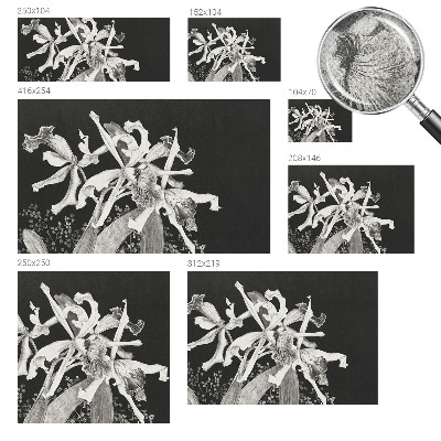 3D tapeta na stenu Ilustrácia orchidey