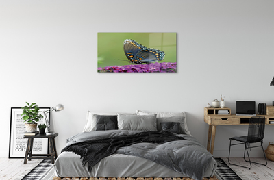 Obraz na akrylátovom skle Farebný motýľ na kvety