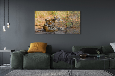 Obraz na akrylátovom skle Tigers