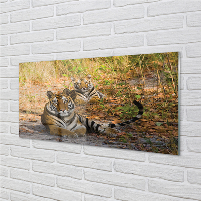 Obraz na akrylátovom skle Tigers