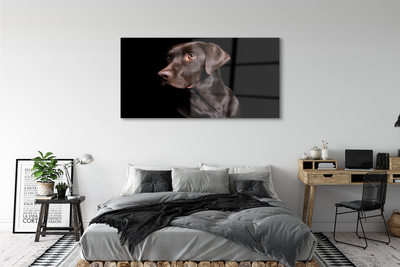 Obraz na akrylátovom skle Hnedý pes
