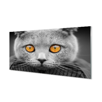 Obraz na akrylátovom skle Sivá britská mačka