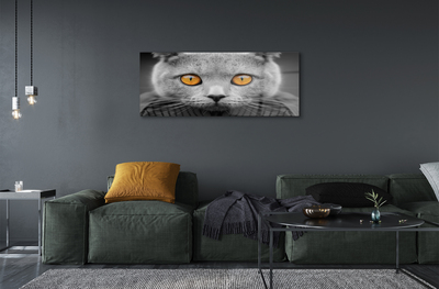 Obraz na akrylátovom skle Sivá britská mačka