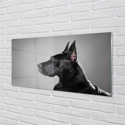 Obraz na akrylátovom skle Čierny pes