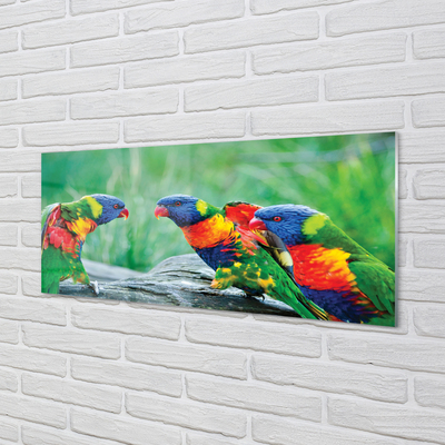 Obraz na akrylátovom skle Farebný papagáj stromu