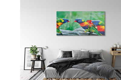 Obraz na akrylátovom skle Farebný papagáj stromu