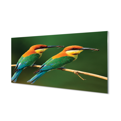 Obraz na akrylátovom skle Farebné papagáj na vetve