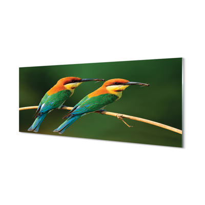 Obraz na akrylátovom skle Farebné papagáj na vetve