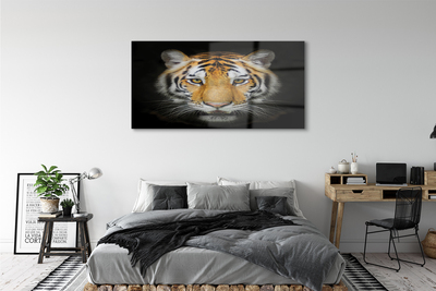 Obraz na akrylátovom skle Tiger