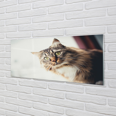 Obraz na akrylátovom skle Mainská mývalia mačka