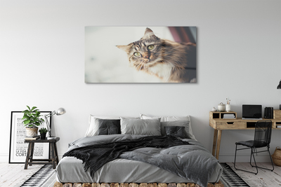 Obraz na akrylátovom skle Mainská mývalia mačka