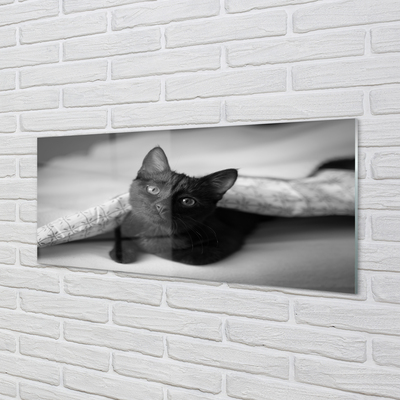 Obraz na akrylátovom skle Mačka pod prikrývkou