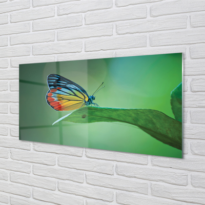 Obraz na akrylátovom skle Farebný motýľ krídlo