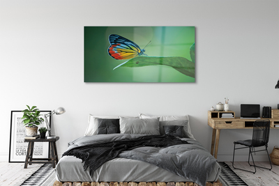 Obraz na akrylátovom skle Farebný motýľ krídlo