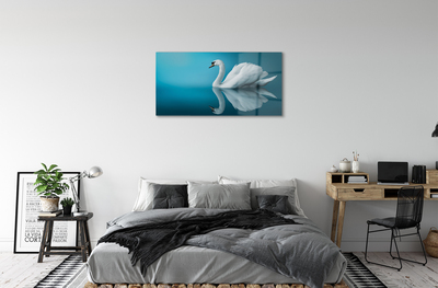 Obraz na akrylátovom skle Swan vo vode