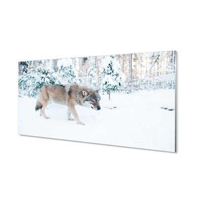 Obraz na akrylátovom skle Vlk v zime lese